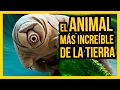 EL ANIMAL MÁS INCREÍBLE DE LA TIERRA | Ciencias de la Ciencia