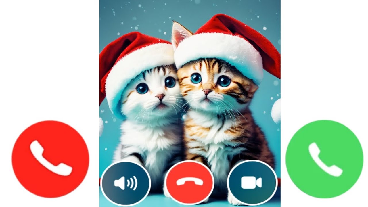 Cute cat call - YouTube