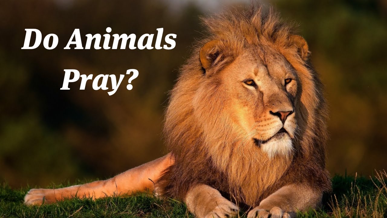 Do Animals Pray? The Mystery of Psalm 104 YouTube