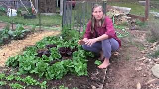 The SECRET to a Green Thumb with Marjory