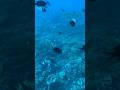 #египет #подводныймир #viktoriatravelin #вдорогу #шармельшейх #каир #хургада #море #рыба #вода