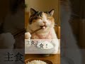 【AI猫】白米が大好きな猫が『日本の米は世界一』🍚🐈