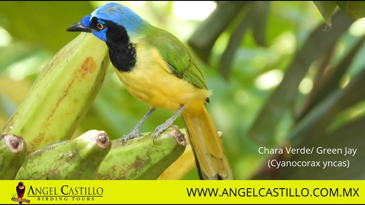 The beautiful Green Jay/ Chara Verde (Cyanocorax yncas)