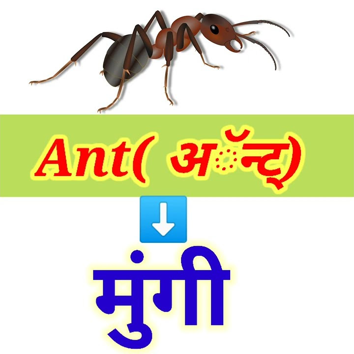 ant-meaning-in-marathi-shorts-viral-marathi-arth-meaning