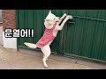 종일 함께 있던 형이 외출했을때 강아지의 반응
