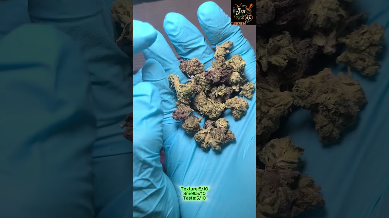 Is It ZA or NA? 💨 Purple Punch Smalls by THCASMALLBUDS.COM 🍇🔥