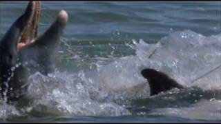 The Bottlenosed Dolphin - part two