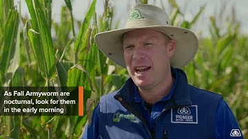 Pioneer Seeds Research - Fall Armyworm in Corn