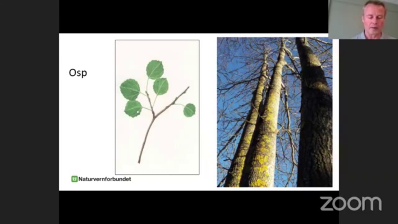 Lynkurs: Trær i Norge på 20 min