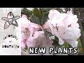 New Garden Plants & the Best Rhodo of ALL || Rhododendron 'Lady Alice Fitzwilliam'