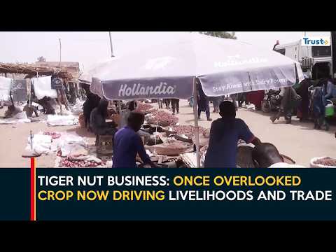 Tiger Nut Business: Once Overlooked Crop Now Driving Livelihoods And Trade