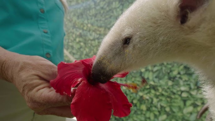 tamandua fazendo T-POSE, amém 🙏🙏 : r/RecantoDoBaiacu