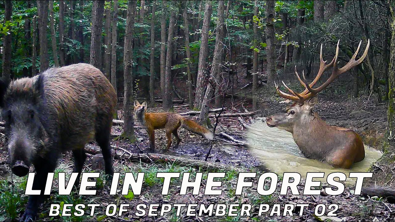 LIVE in the FOREST - best of September 2025 part 02