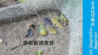 虎頭蜂﻿ K.O. 蜻蜓斷頭分屍實錄 Beheading Dragonfly