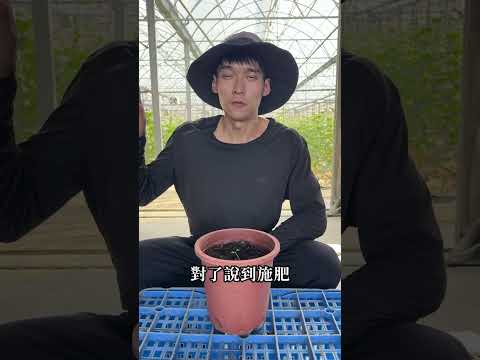 農夫帶你種 Ep.2福山萵苣疏苗與施肥