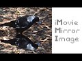 iMovie: How To Mirror Image / Flip Video! | Easy Tutorial