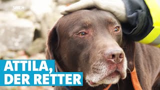 Lebensretter, Kuscheltier, Seelenhund: Labrador Attila hat viele Gesichter