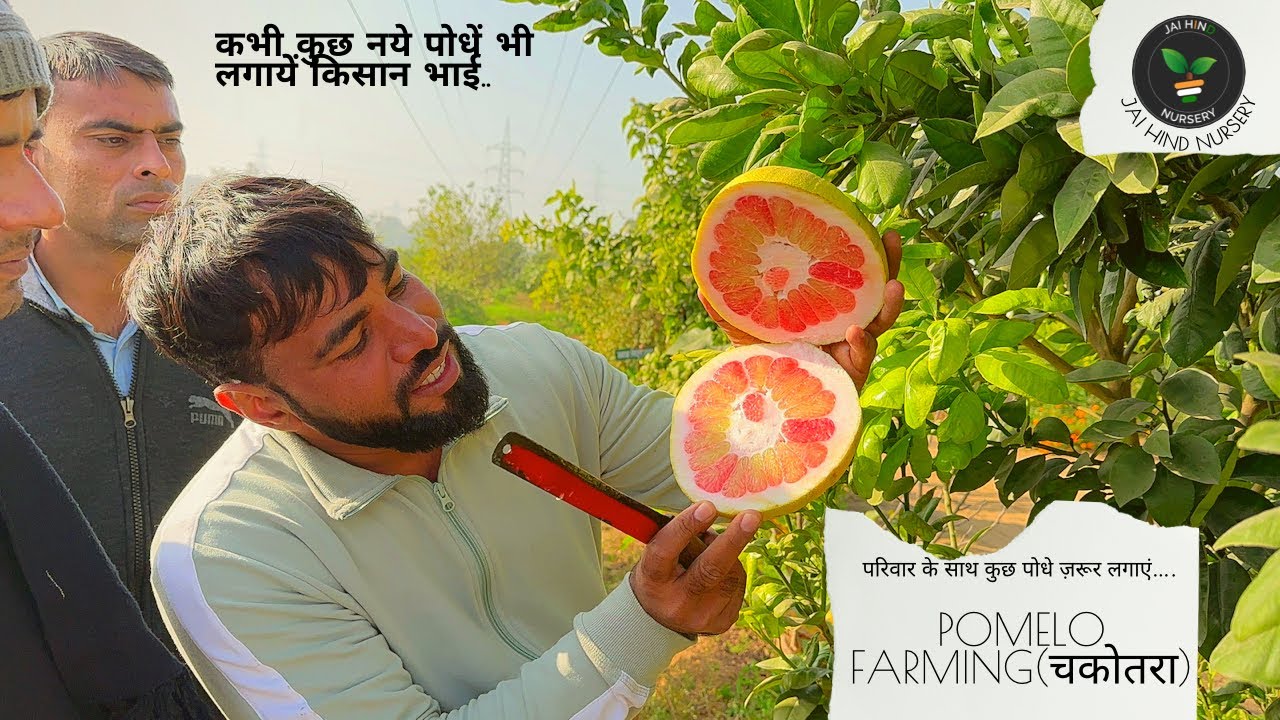 Pomelo Farming, अतिरिक्‍त आय का एक अच्‍छा विकल्‍प चकोतरे की खेती