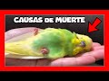 ✅ 10 CAUSAS COMUNES POR LAS QUE MUEREN LOS PERIQUITOS