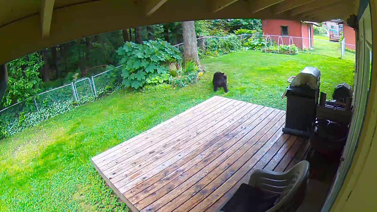 Bears Playing In Back Yard Juneau Alaska July 2020 YouTube