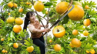 Harvesting Mutant Star Apples, Putting A Lot Into Sacks To Sell At The Market | Quynh Bushcraft