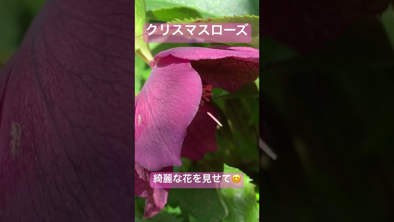 ガーデニング】クリスマスローズが今年も咲いてくれました