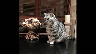 American shorthair cat by Animals Favorite 70 views 3 years ago 2 minutes, 16 seconds