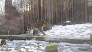 Дальневосточный леопард.(, 2017-01-05T20:48:06.000Z)