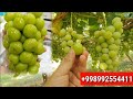 Korea Uzumi Sheyn Muskat Judayam Ajoyib Uzum Ekan Eksport Qilishga Zo R Korea Uzumi Sheyn Muskat Judayam Ajoyib Uzum Ekan Eksport Qilishga Zo R