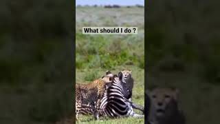 Cheetahs don’t know what to do with sleeping zebra #wildafrica #wildlife #shorts #cheetah