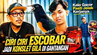 Setingan Murai Escobar Dirubah, Biar Konslet Gila ‼️ Jawara Tiket Utama Kopdar SMM