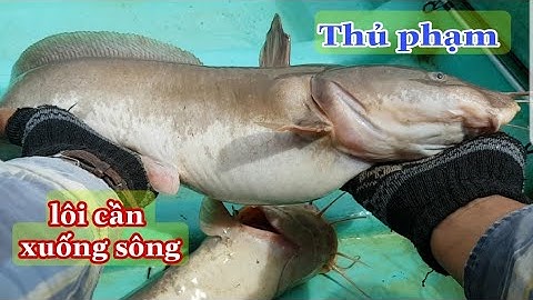Câu cá ngát ||bị cá khủng lôi cần xuống sông và hành trình tìm lại được cần