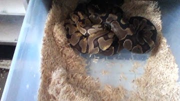 2011 Ball Python Breeding Update