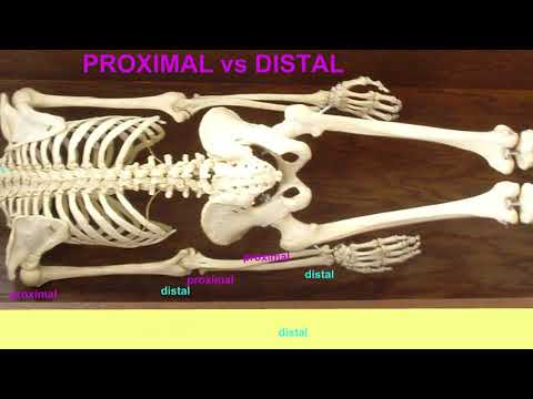 What Does Distal Versus Proximal Sections Geology Mean