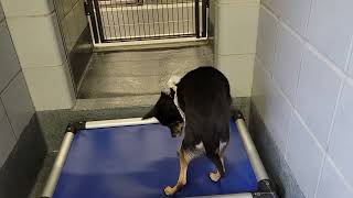 acs A602291