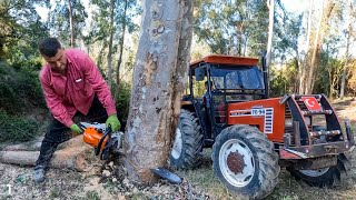 Download Lagu Dik Arazide Okaliptus Ağaçlarını Kestik Taşıdık ! MP3