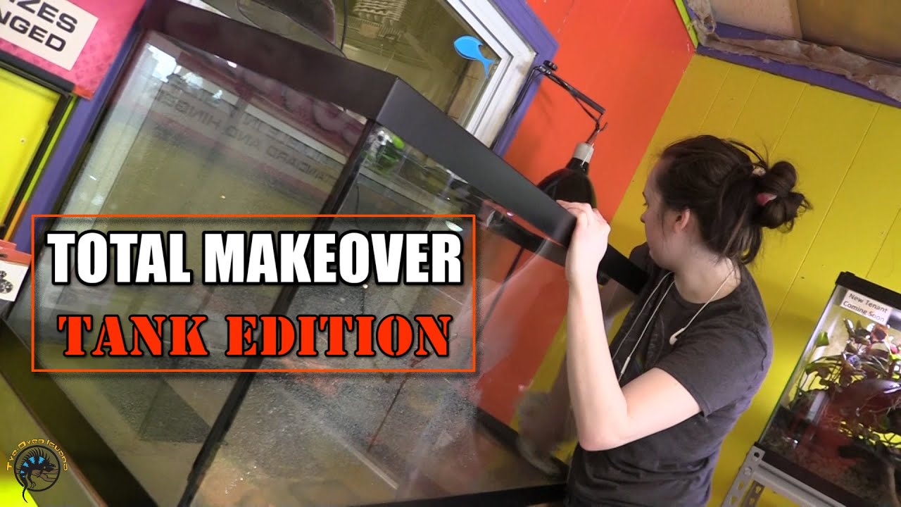 We Transform the Snake Tank into a Tropical Habitat for the New Adult Chinese Water Dragon! 🌴🦎🌴