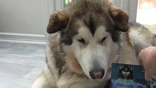 Jenson the Alaskan malamute reviews s3 transformers headmaster generations