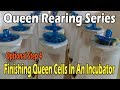 Finishing Queen Cells In An Incubator... JC's Queen Rearing Series