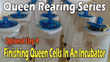 Finishing Queen Cells In An Incubator... JC