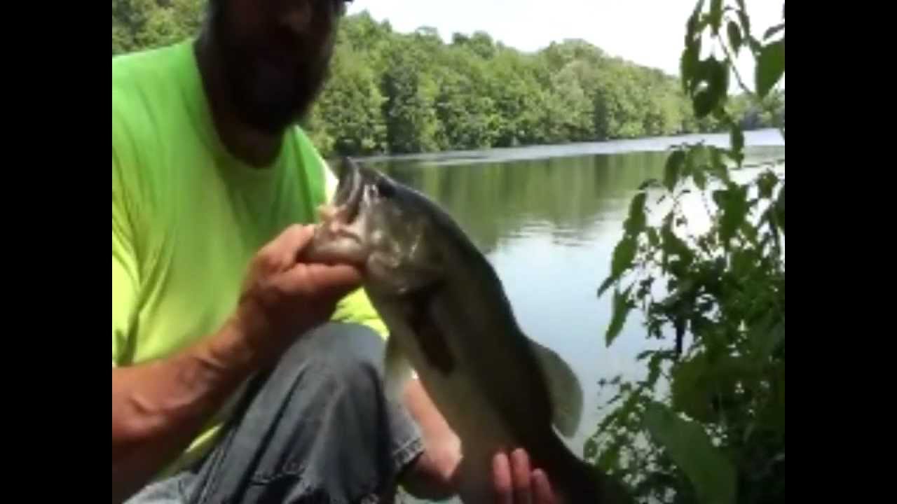 Stump pond largemouthFreshwater fish Long Island YouTube