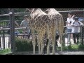 京都市動物園キリンさんパート２ の動画、YouTube動画。