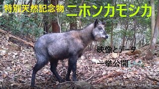 特別天然記念物ニホンカモシカ