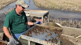 Crawfish in Louisiana