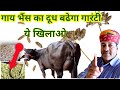         desi formula for increase cow buffalo milk