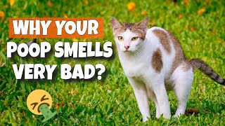 🐱🤮¿WHY DOES YOUR CAT POOP SMELL SO BAD?