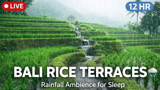 🔴 LIVE 🌧️ Soothing Rain in Bali Rice Terraces | Rainfall Ambience for Sleep (12 Hours)