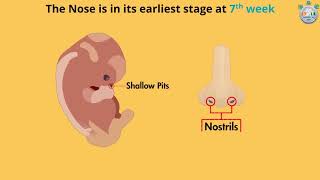 Baby’s Development at 7th Week of Pregnancy – Part 1