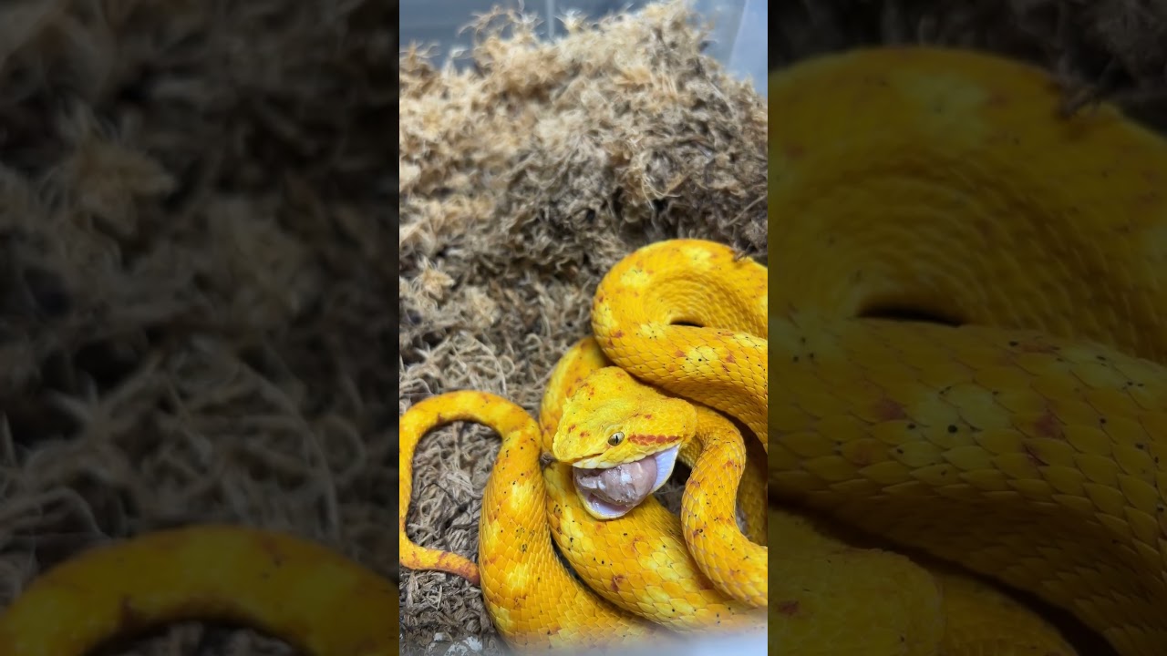 Why We Named It EvoRx | Frozen Snake Food