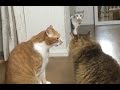 とばっちり・猫